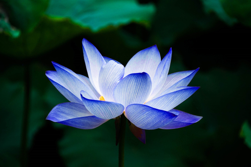 Blue Lotus Ceremony